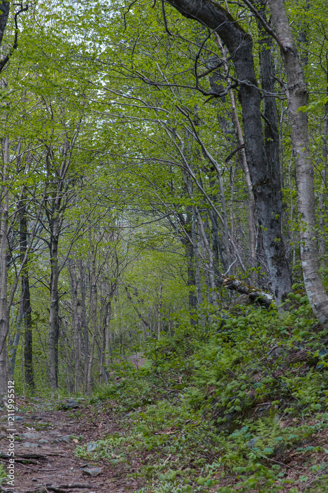 Naklejka premium Lush Green Forest