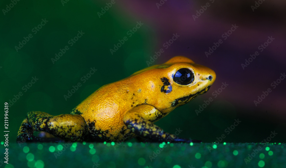 Fototapeta premium phylobates terribilis