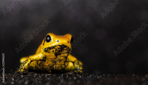 phylobates terribilis