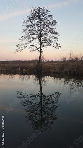 Old tall tree near the river with calm water reflection at sunset
