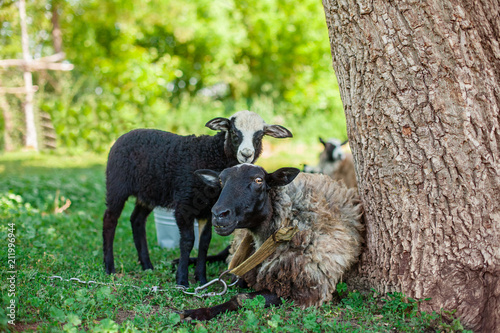 Romanovskaya sheep and lambs photo