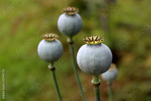 Opium poppy or Papaver somniferum or Breadseed poppy flower buds in local garden on dark green leaves background on warm sunny day photo