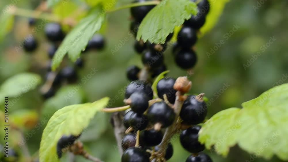 Branch of fresh organic black currant in the garden. Selective focus. Branch of fresh organic black currant in the garden. Selective focus.