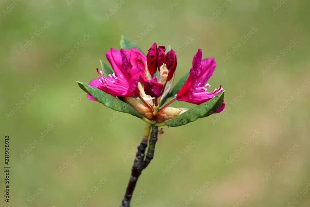 Rhododendron dark pink, purple flowers with thick green leaves on small branch and light green background