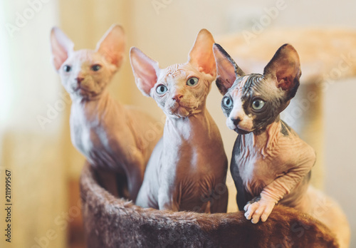 Sticker Hairless sphinx cats.
