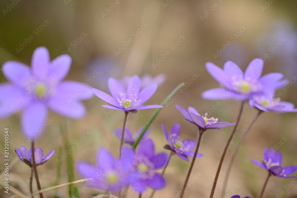 Hepatica Hepatica