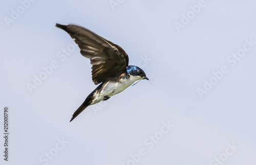 Tree swallow (Tachycineta bicolor) flying with insects in the beak, Iowa, USA