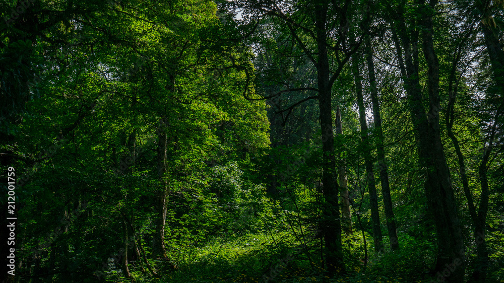 dense forest