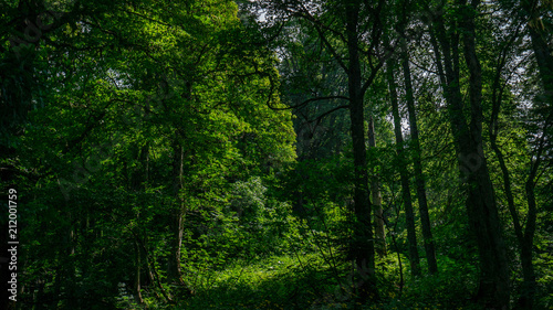 dense forest