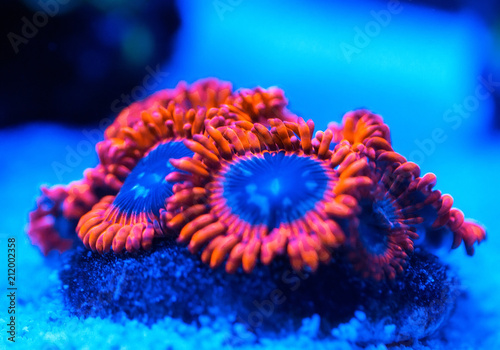 Corals in a marine aquarium.