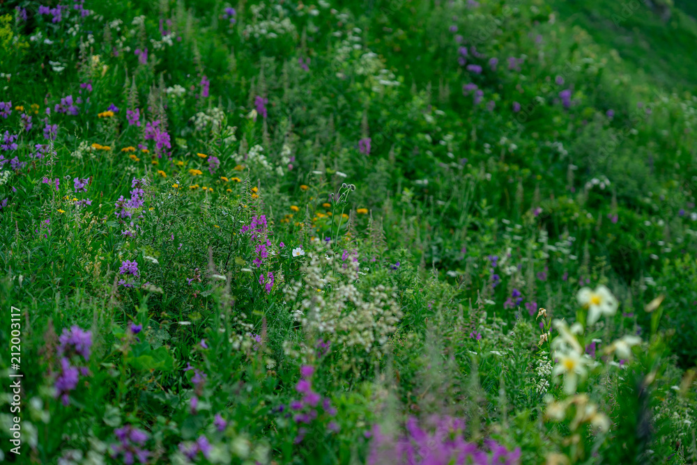 beautiful flowers in Alpine meadows