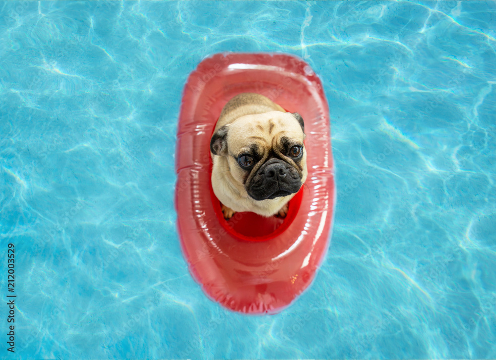 Fotka „Cute pug dog floating in a swimming pool with a red boat flotation  device“ ze služby Stock | Adobe Stock