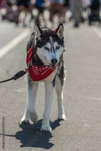 Siberian Huskey puppy wearing red bandana while walking down city street.