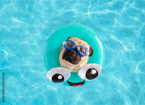Cute pug dog wearing goggles, floating in a swimming pool with a blue ring flotation device