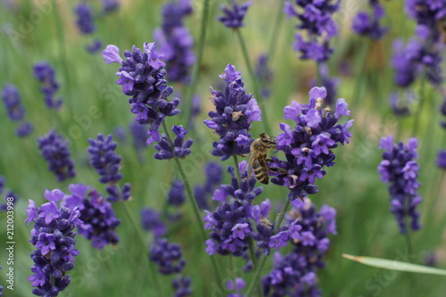 Lavender and bee