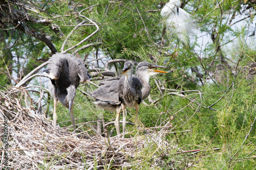 Grey Heron in a tree in Camargue