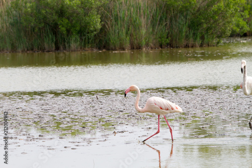 Pink flamingo bird in Camargue, France
