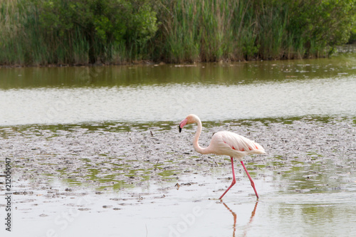 Pink flamingo bird in Camargue  France