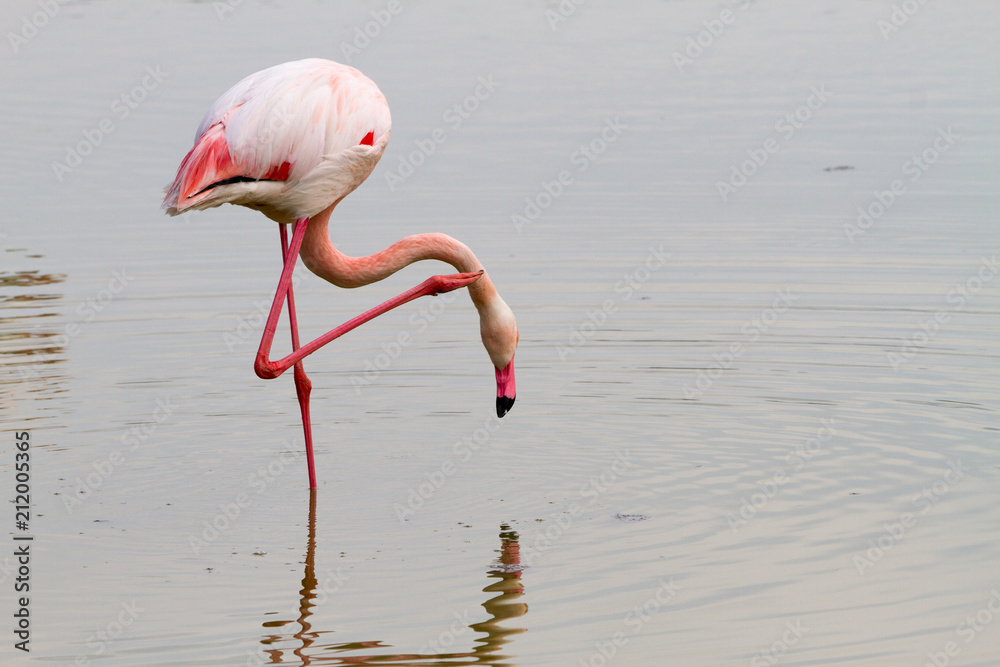 Pink flamingo bird in Camargue, France