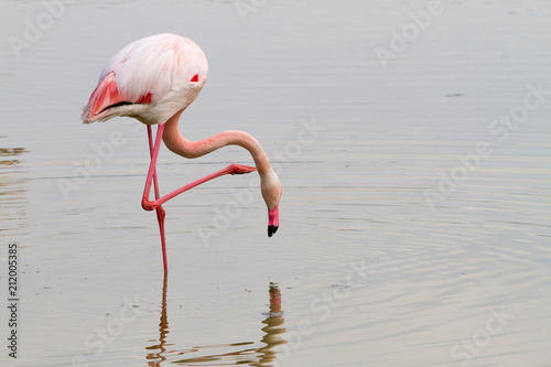 Pink flamingo bird in Camargue, France