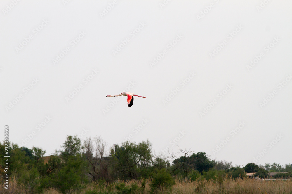 Pink flamingo bird in Camargue, France Pink flamingo bird in Camargue, France