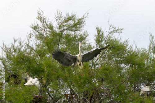 Grey Heron in a tree in Camargue