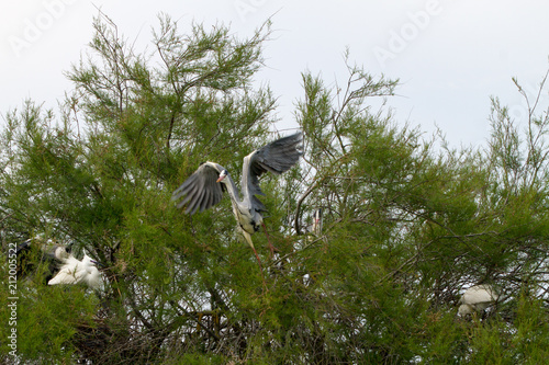 Grey Heron in a tree in Camargue