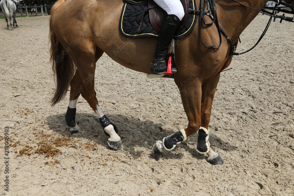 Obraz premium cheval