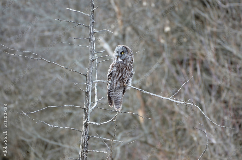 Great Gray Owl Great Gray Owl