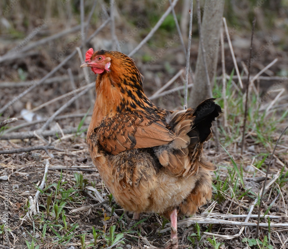 Fototapeta premium Rooster Road Side 