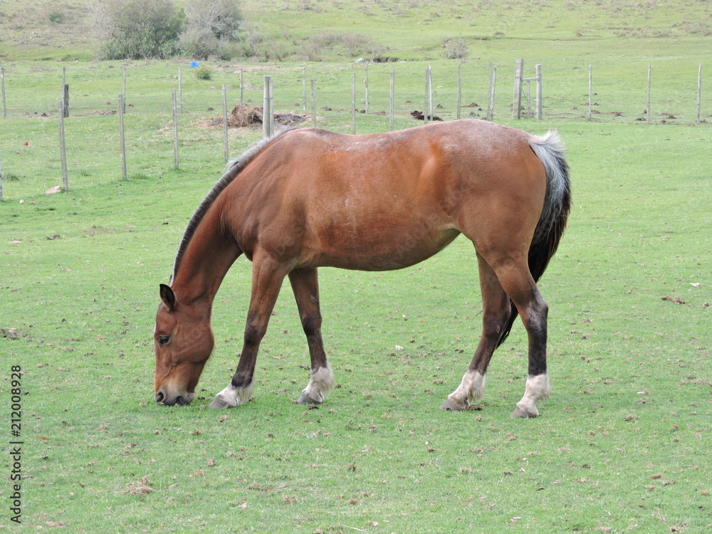 Horse Horse