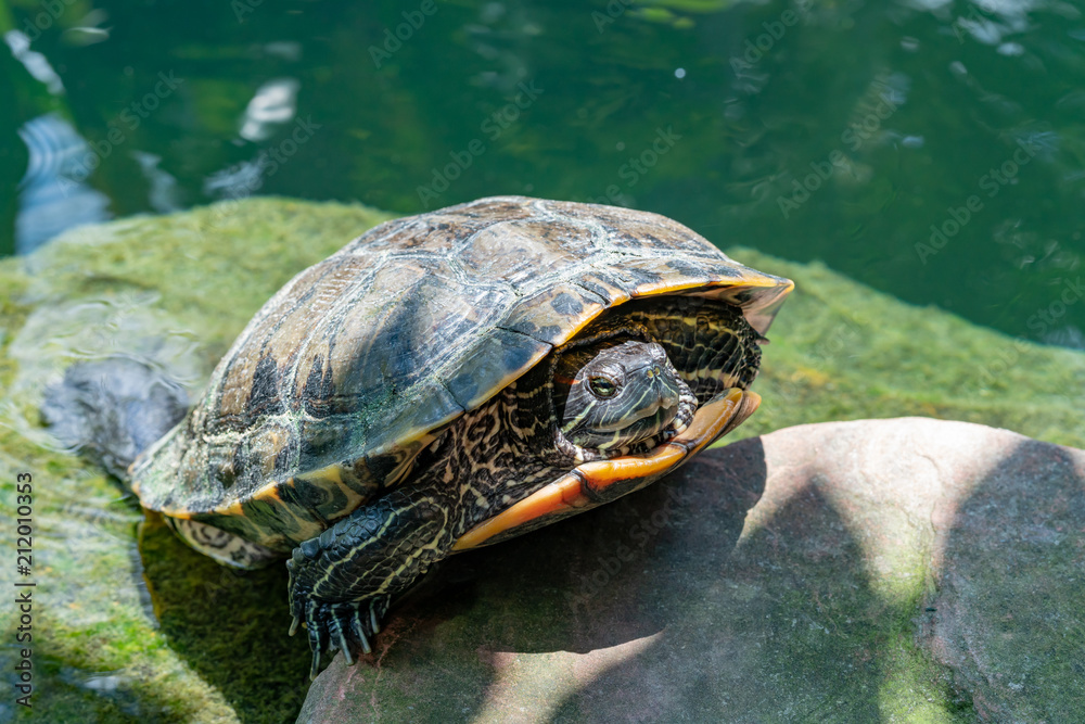 Fototapeta premium Red-eared Slider turtle resting on a rock in a Water pond. The red-eared slider originated from the area around the Mississippi River and the Gulf of Mexico, in warm climates in the southeastern USA.