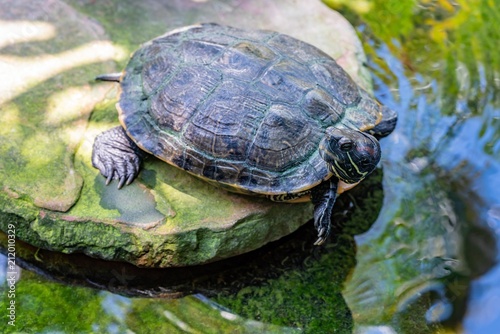 Red-eared Slider turtle resting on a rock in a Water pond. The red-eared slider originated from the area around the Mississippi River and the Gulf of Mexico, in warm climates in the southeastern USA.