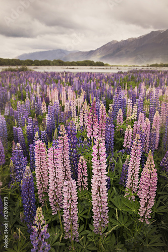 Massive fields of lupines in New Zealand