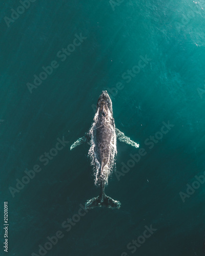 Majestic Whales 3