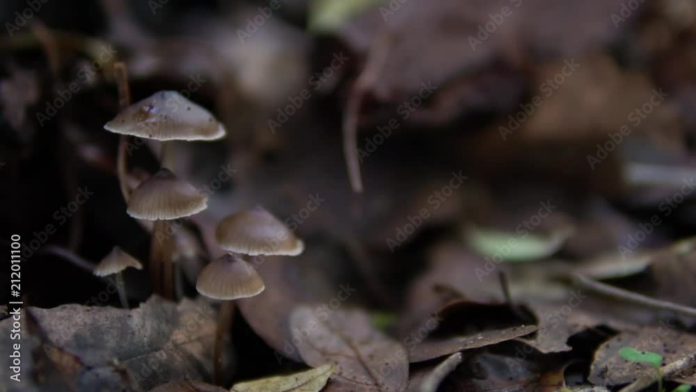Brown toadstools in an Australian forrest Brown toadstools in an Australian forrest