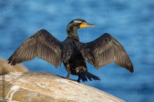 Cormorant drying wings on a rock near the ocean