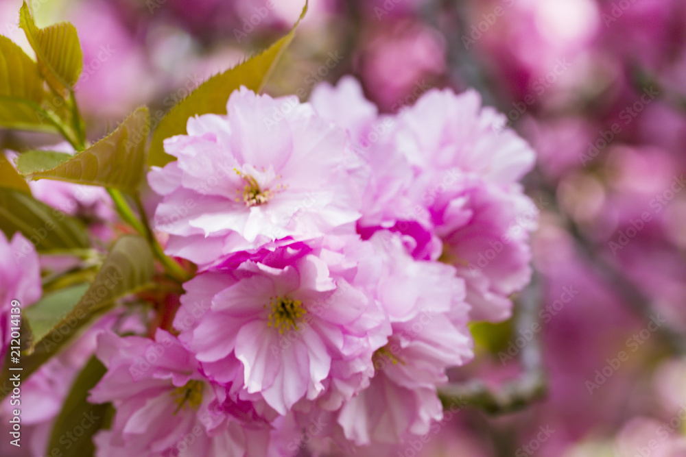 Blooming pink Japanese cherry or sakura flowers in Europe Blooming pink Japanese cherry or sakura flowers in Europe