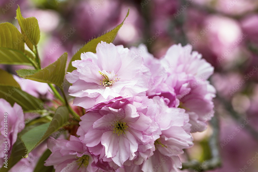 Blooming pink Japanese cherry or sakura flowers in Europe Blooming pink Japanese cherry or sakura flowers in Europe
