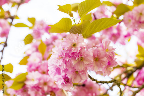 Blooming pink Japanese cherry or sakura flowers in Europe photo