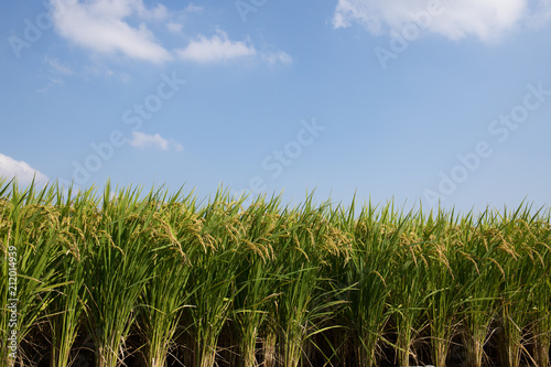 Fototapeta Naklejka Na Ścianę i Meble -  Ear of Rice under blue sky