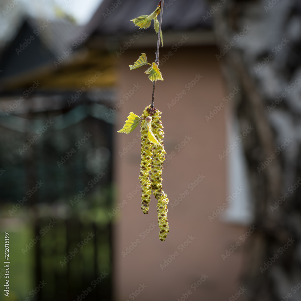 Birch blossom on a sunny day in spring
