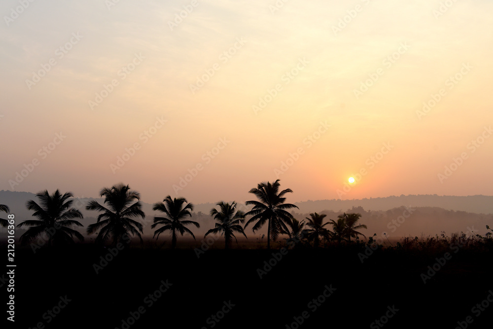 Dawn landscape with palms in India.