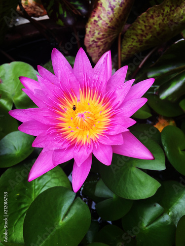 Lotus flower and Lotus flower plants