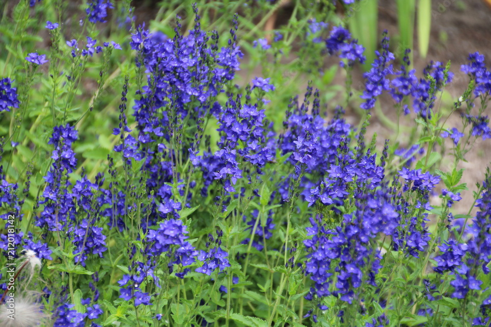 Obraz premium Flower Bed Of Blue, U of A Botanic Gardens, Devon, Alberta