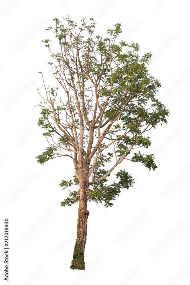 Tree isolated on a white background.
