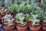 Varieties of vintage green hen and chicks, succulent plant, in brown pot with blurred background selling in local market, selective focus
