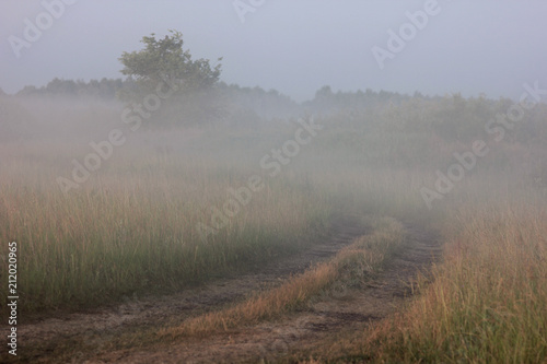 misty dawn in the field