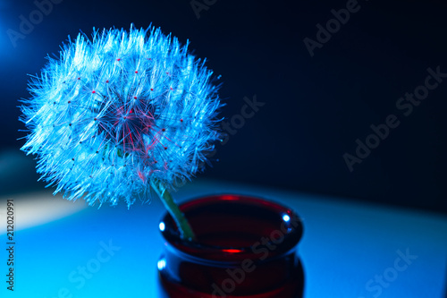 Blue dandelion