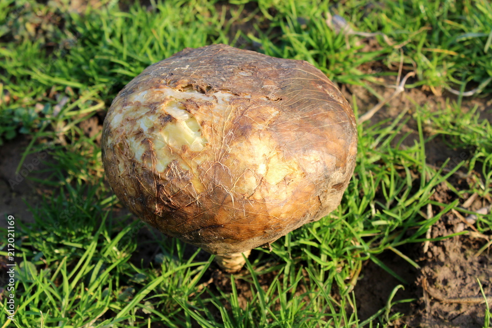 Single mature and fully ripe completely brown cabbage left in field during winter surrounded with uncut grass on warm sunny winter day Single mature and fully ripe completely brown cabbage left in field during winter surrounded with uncut grass on warm sunny winter day
